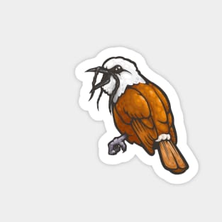 Three-Wattled Bellbird Sticker